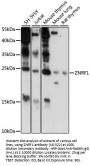 ZNRF1 Antibody