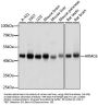 ARMC6 Antibody