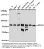 PROS1 Antibody
