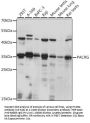 PACRG Antibody