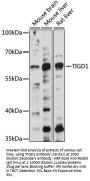 TIGD1 Antibody