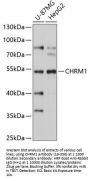 CHRM1 Antibody