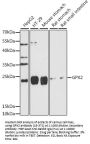 GPX2 Antibody