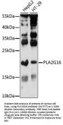 PLA2G16 Antibody