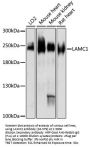 LAMC1 Antibody