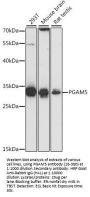 PGAM5 Antibody
