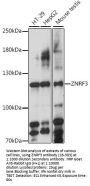 ZNRF3 Antibody