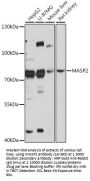 MASP2 Antibody