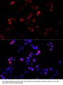 Cyclin B1 Antibody