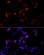 Cyclin B1 Antibody