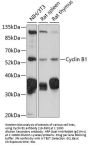 Cyclin B1 Antibody