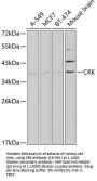 CRK Antibody