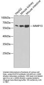 MMP13 Antibody