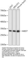 MED7 Antibody