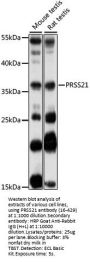 PRSS21 Antibody