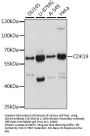 CDK19 Antibody