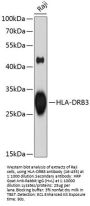 HLA-DRB3 Antibody
