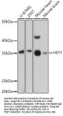 HEY1 Antibody