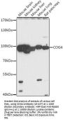 COG4 Antibody