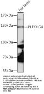 PLEKHG4 Antibody