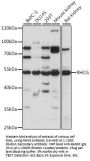 RHCG Antibody