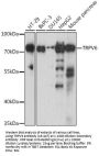 TRPV6 Antibody