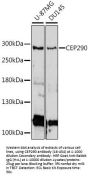 CEP290 Antibody
