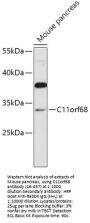C11orf68 Antibody