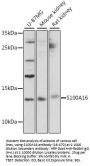 S100A16 Antibody