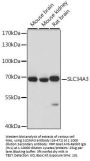 SLC34A3 Antibody