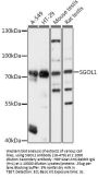 SGOL1 Antibody