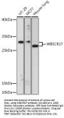 WBSCR27 Antibody