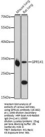 GPR141 Antibody