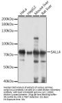 SALL4 Antibody