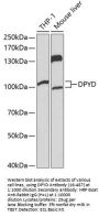 DPYD Antibody