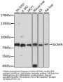 SLC6A9 Antibody