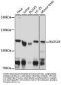 RAD54B Antibody