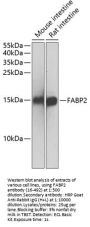 FABP2 Antibody