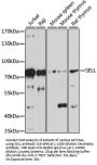 SELL Antibody
