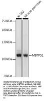 MBTPS1 Antibody