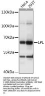 LPL Antibody