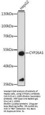 CYP26A1 Antibody