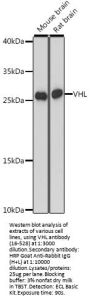 VHL Antibody