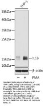 IL1B Antibody