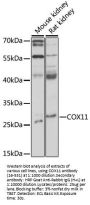 COX11 Antibody