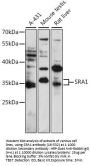 SRA1 Antibody