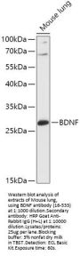 BDNF Antibody