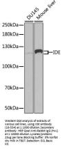IDE Antibody, KO Validated