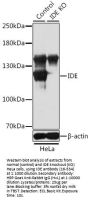 IDE Antibody, KO Validated