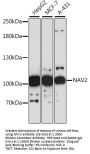 NAV2 Antibody